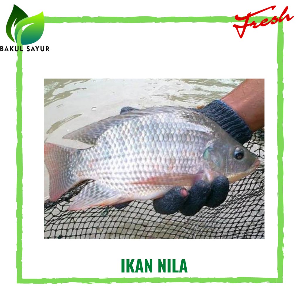 

IKAN NILA SEGAR GRATIS POTONG - IKAN SEGAR JAKARTA TIMUR