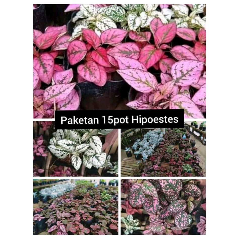 

Bunga Hipohestes