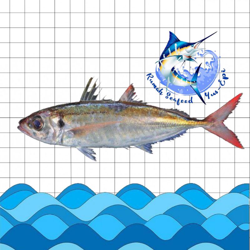 

Ikan Ekor Merah - rumahseafoodyusepi