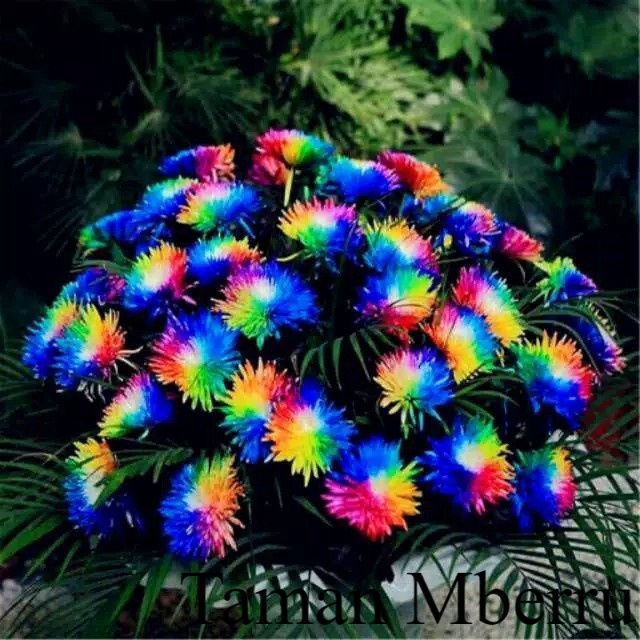 Bunga Mawar Krisan Pelangi (Rainbow Chrysanthemum) Bunga & Tanaman