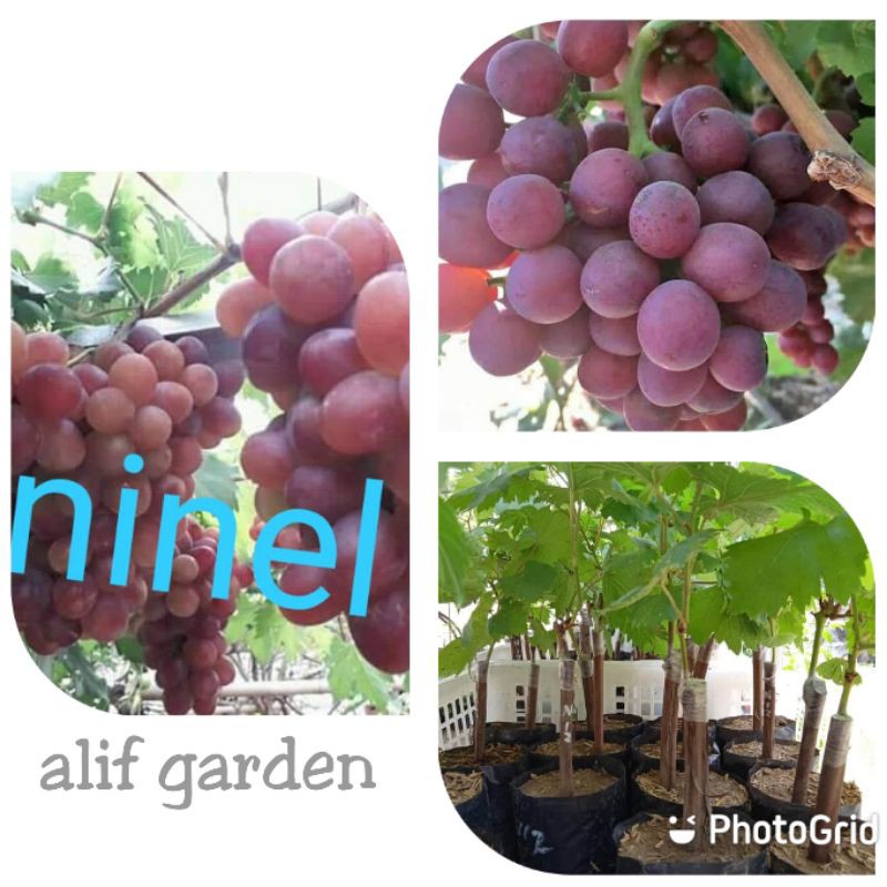 BIBIT ANGGUR IMPORT NINEL SUPER