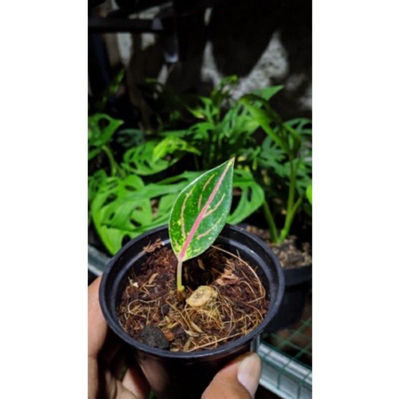 BABY AGLONEMA PRIDE OF SUMATRA//ANAKAN RED SUMATRA
