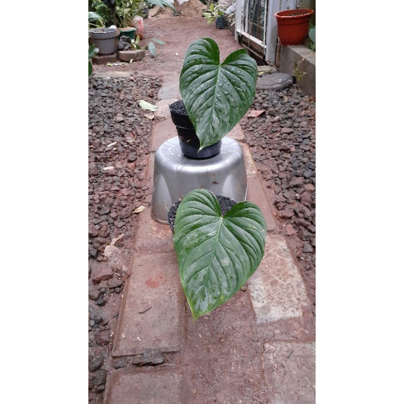philodendron majestic
