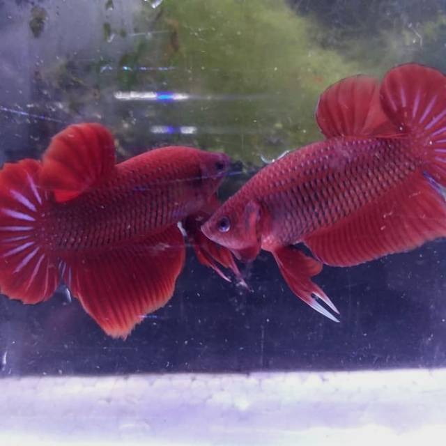 430 Koleksi Gambar Ikan Cupang Super Red Gratis Terbaru