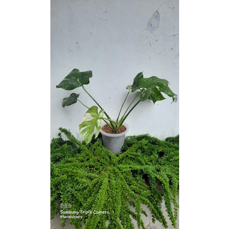 Monthai Variegata 6 daun
