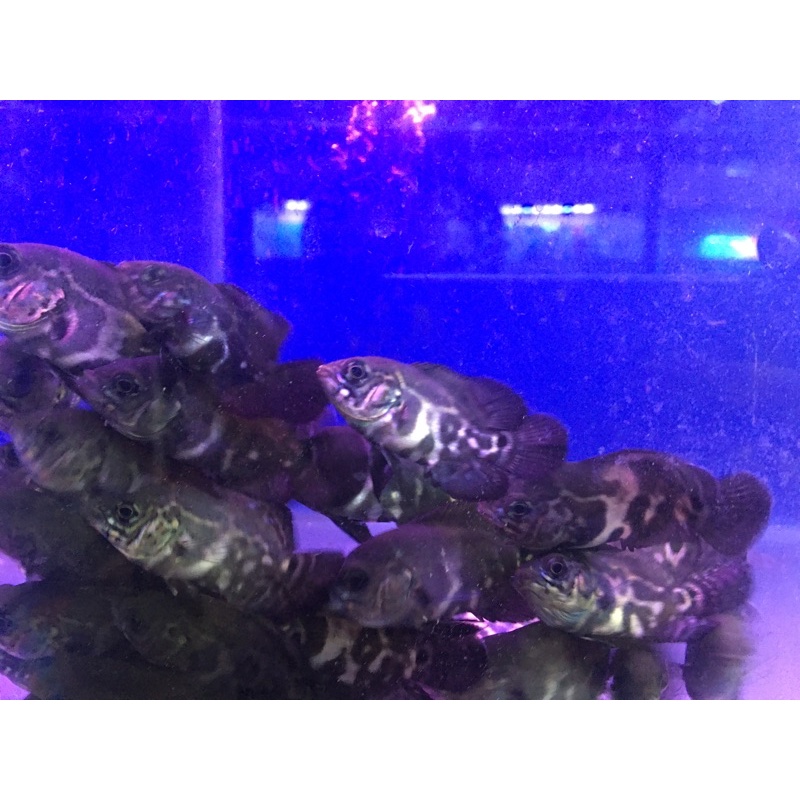 OSCAR TIGER BATIK 3 CM