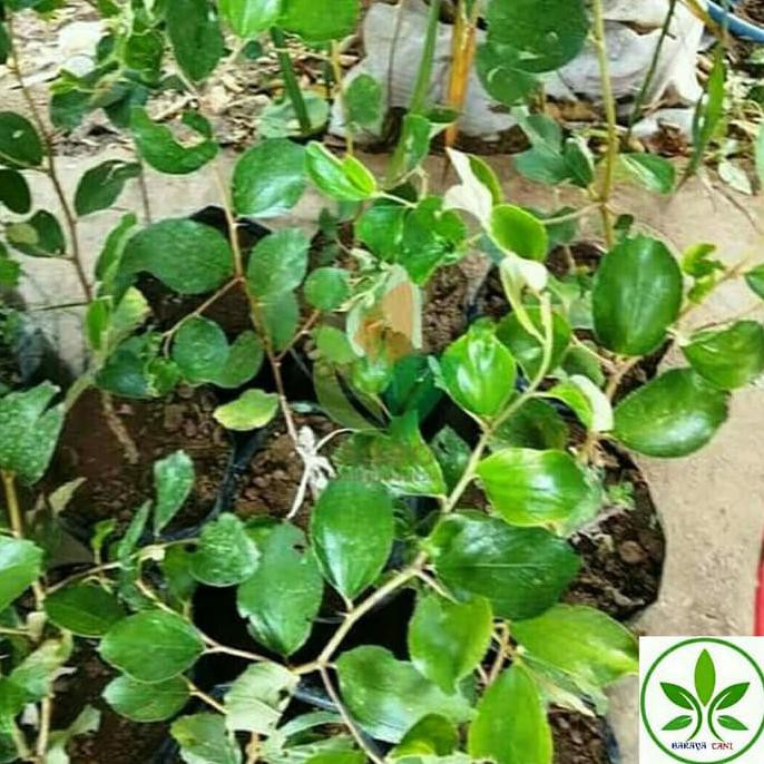 Bibit Tanaman Buah Apel Putsa/Pohon Buah Apel Putsa Siap Berbuah