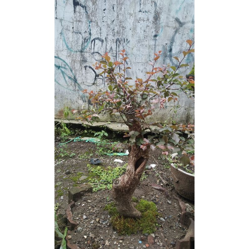 Bahan Bonsai Rukem