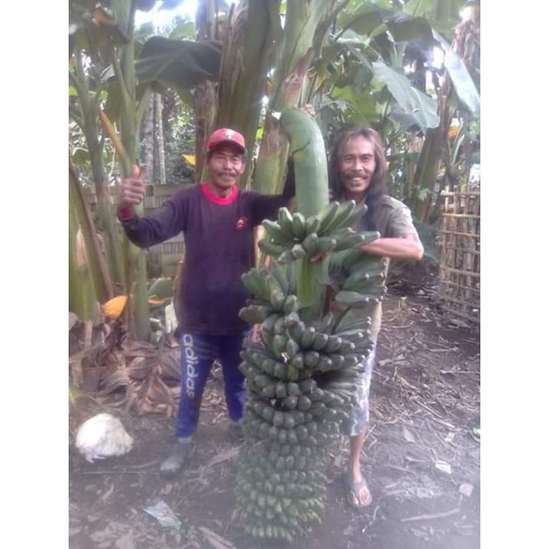 BIBIT 1Kg, Jual Bibit Dongkel Pisang Kepok Tanjung, Jual Bibit Dongkel Pisang Kepok Tanpa Jantung