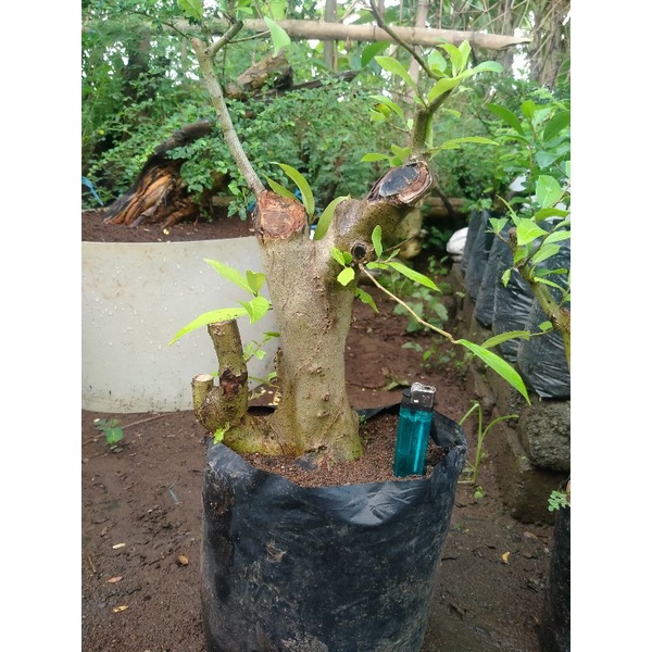 bahan bonsai ampelas putih