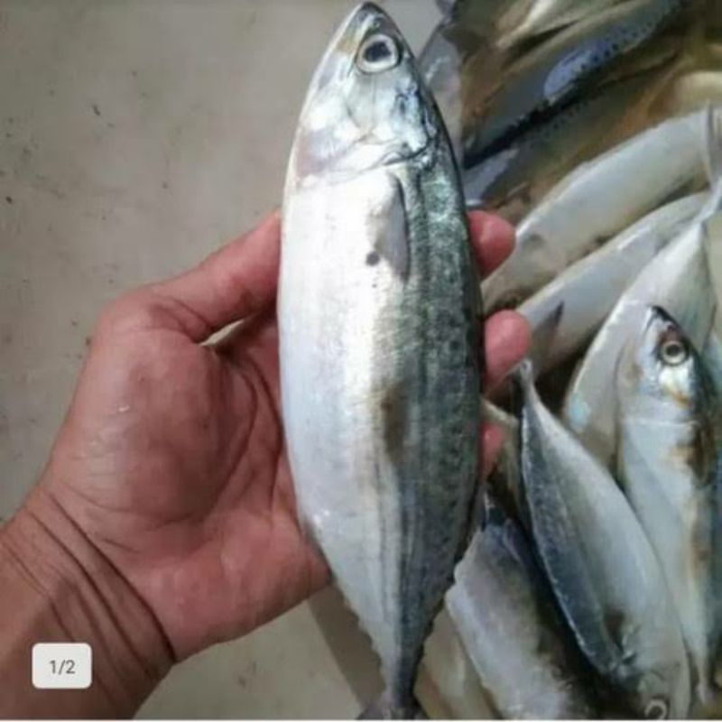 

ikan kembung 1 kg
