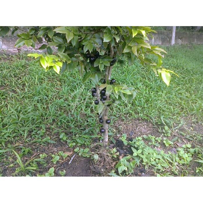 Bibit Tanaman Buah Jaboticaba Preco Precocious Hybrid