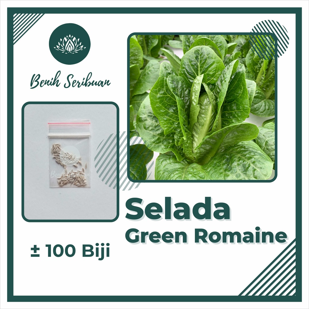 TERMURAH Benih Sayuran Bibit Sayuran Hidroponik Kangkung Bayam Kol Kubis Sayur Sawi Pakcoy Selada-SELADA GREEN ROMAINE