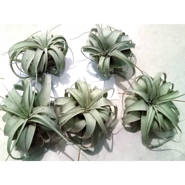 Tillandsia Xerographica xero no 3