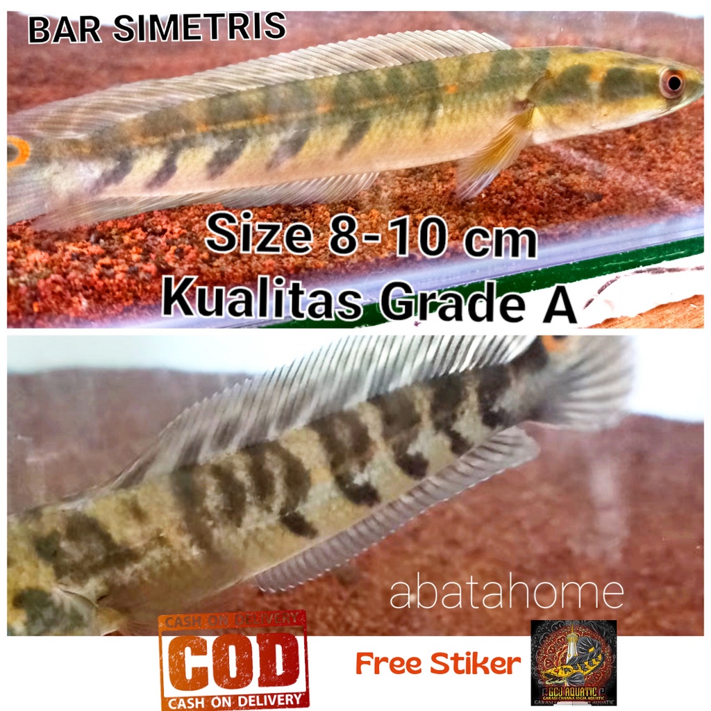 Maru Yellow Sentarum BAR SIMET Size 8-10 cm Stock BAR (6/6 dan 7/7) - YS GARANSI 100% SIMETRIS Tebal