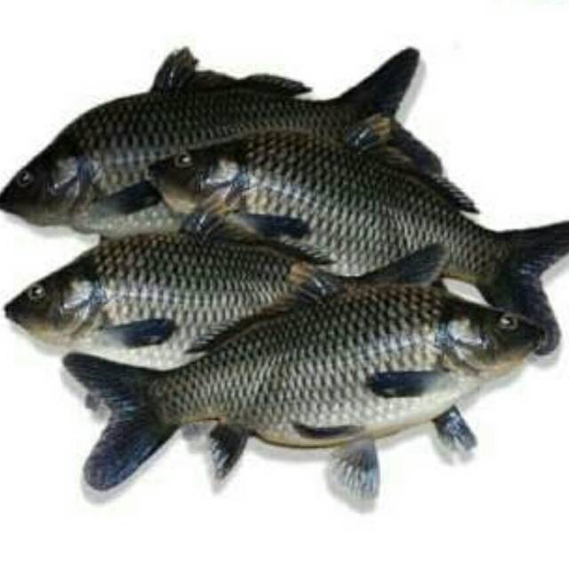 

Ikan Mas Segar 1 kg - Gerobak Sayur Palembang