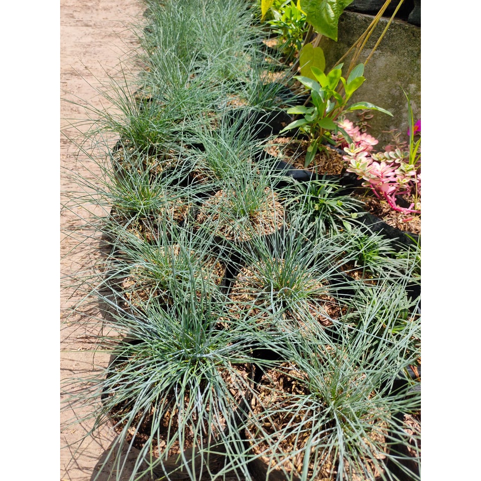 Rumput Biru/ Blue Fecue Grass/ Rumput Festuca