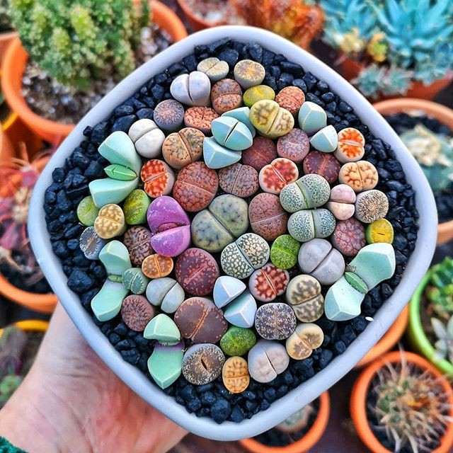 Benih Bibit Biji - Lithops Mix 'Si Batu Hidup' The Living Stone Sukulen Seeds - IMPORT