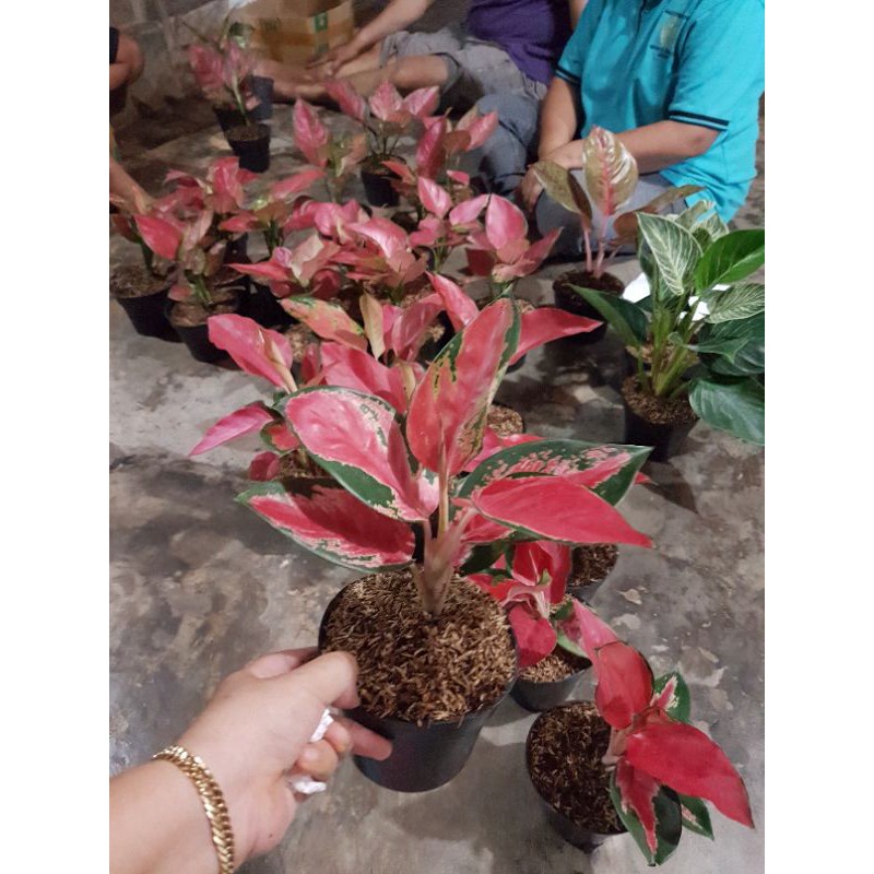 aglonema suksom Lilin