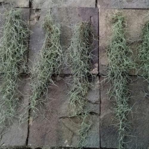 Jenggot Nabi - Spanish Moss Tilandsia - Tanaman Hidup