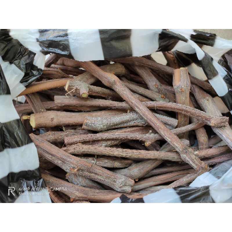 Cutting/batang bawah Anggur