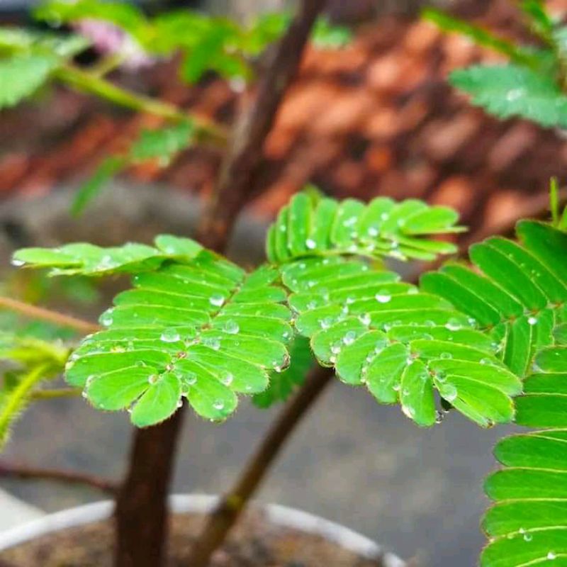 bahan bonsai dari putri malu /jukut riut