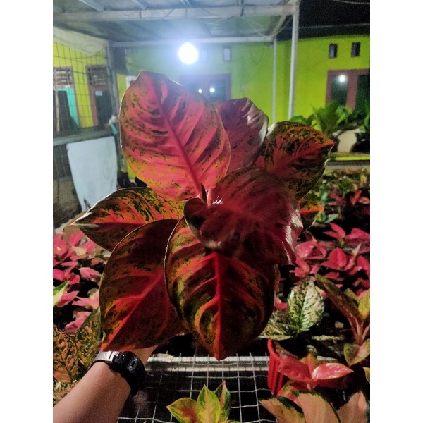 aglaonema Wulandari lokal