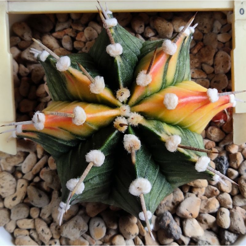Cactus Kaktus murah LB Varigata Hybrid cantik