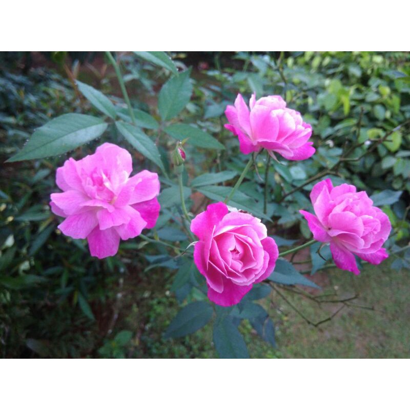 bibit stek Bunga mawar