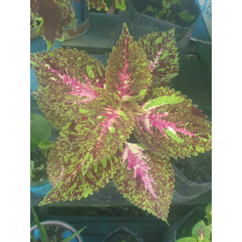 

aneka bunga