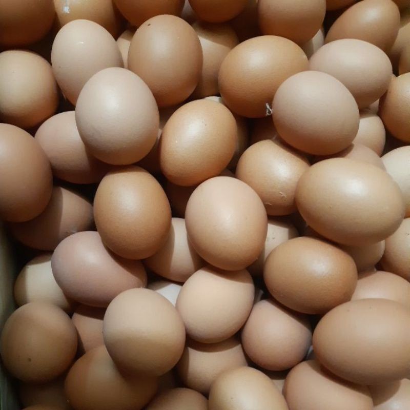 

telur ayam negri