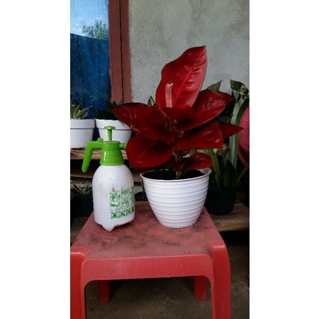 aglonema suksom jaipong, tanaman hias aglonema suksom jaipong