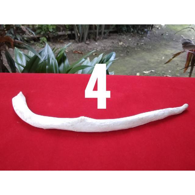 BAHAN IGA IKAN DUYUNG