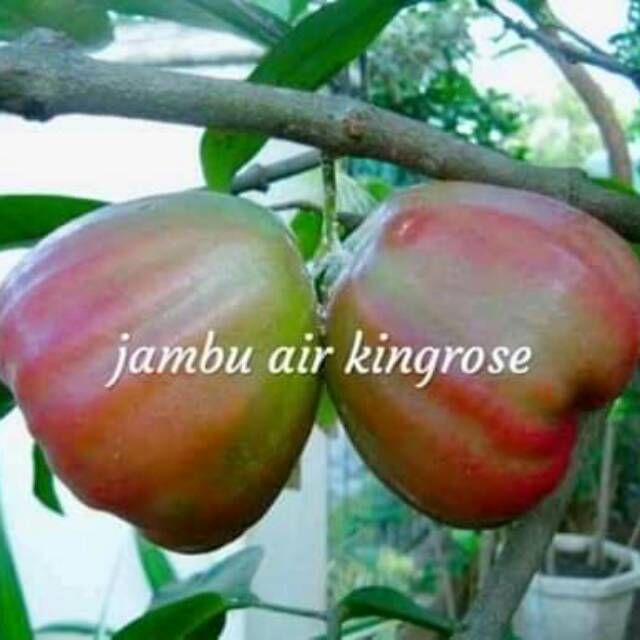 Bibit jambu air king rose