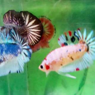 ikan cupang baby giant multi color | shopee indonesia