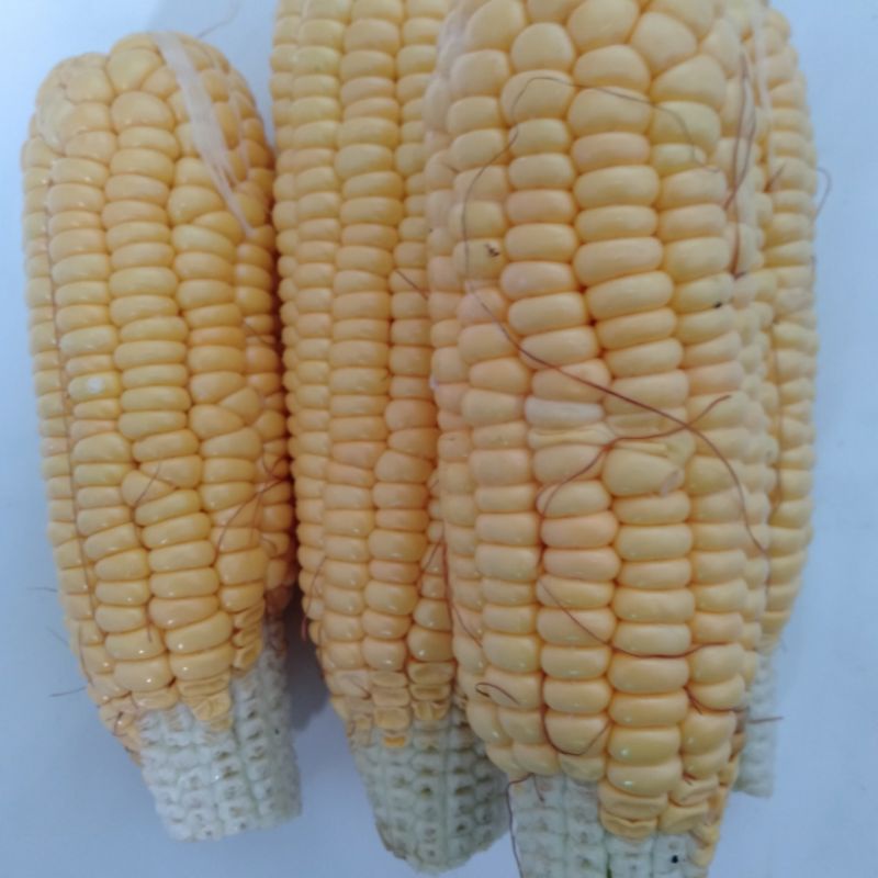 

Jagung Kupas segar 3kg