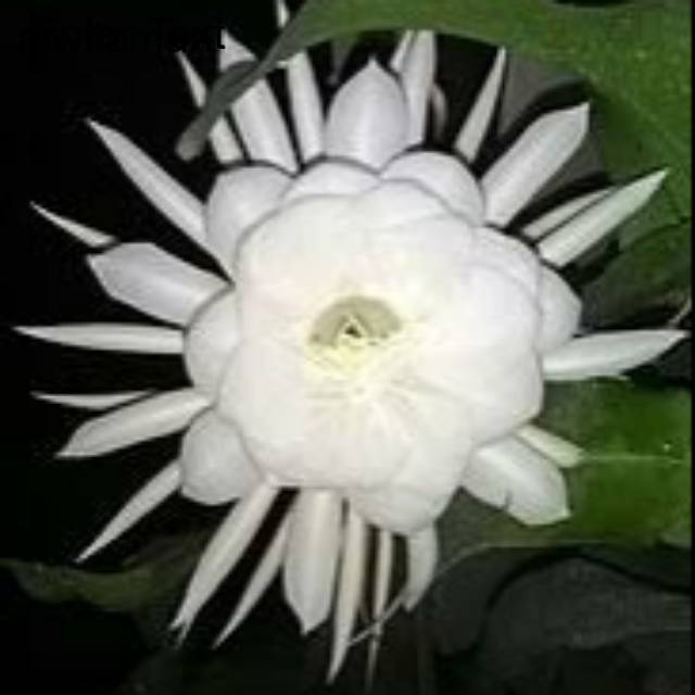 Tanaman hias bibit bunga Wijaya Kusuma bunga Putih - Tanaman Hidup - Tanaman Gantung - Bunga Hidup