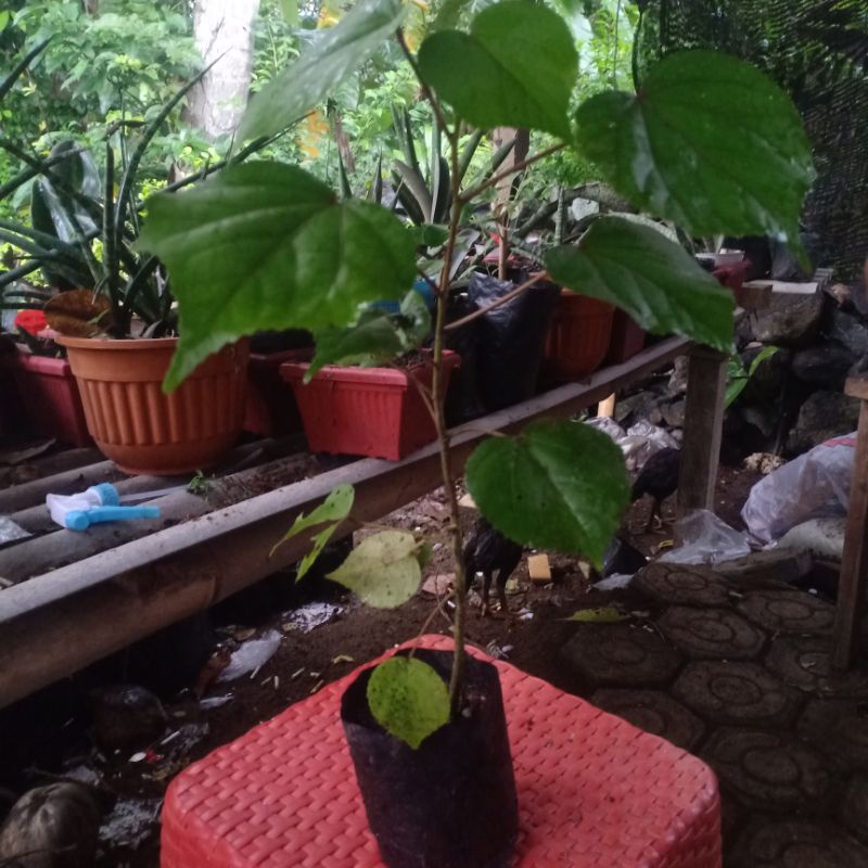 BIBIT BONSAI WARU TAIWAN CANGKOK