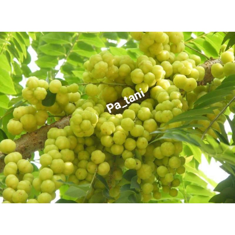 

Buah Cermei/Cermai/Cerme segar