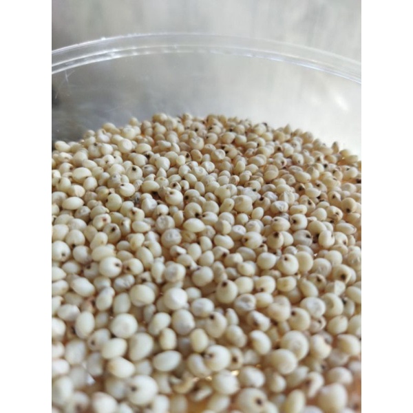 Benih Sorgum Biji Cantel