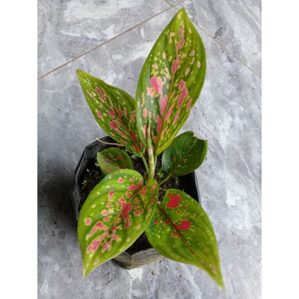 Aglaonema Venus