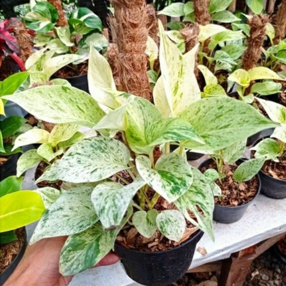 tanaman hias srigading varigata putih plus pot & turus  tanaman srigading putih