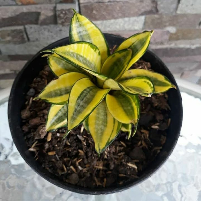 sanseivera kuning/sensivera gold flame/sensivera golden falme