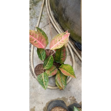 paket 3 aglonema murah meriah