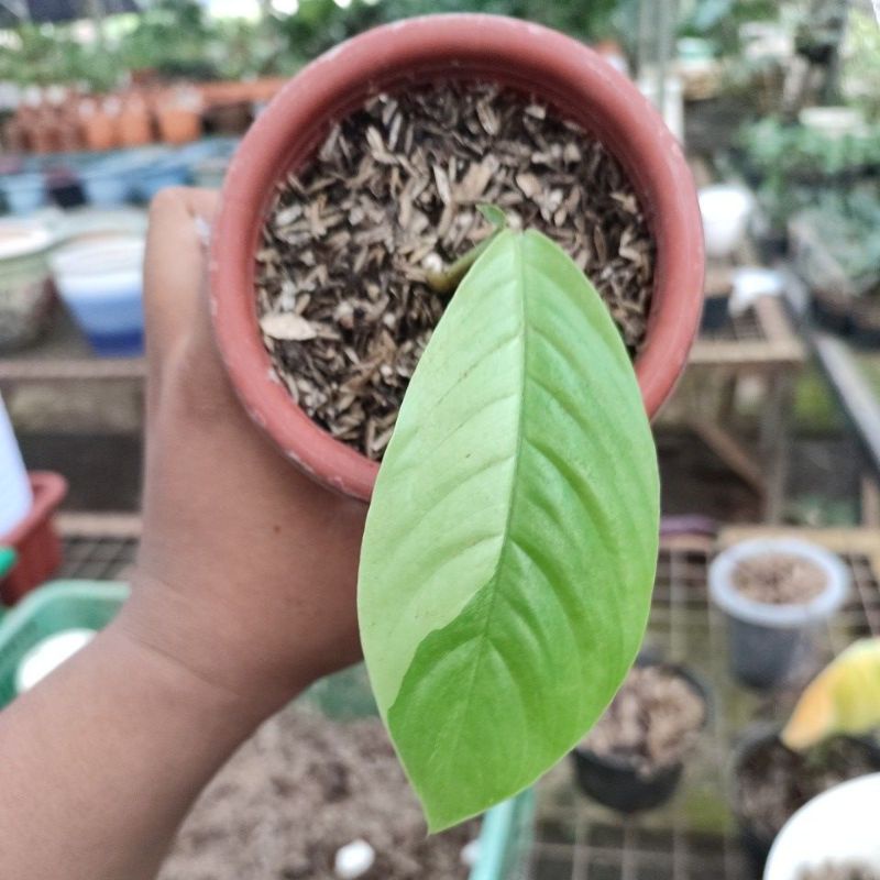 foraminifera varigata