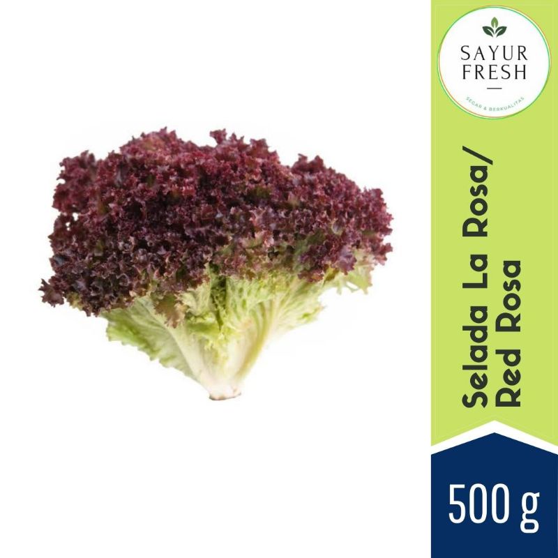 

Selada larosa/red rosa 500 g