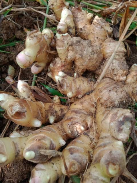 

Jahe Gajah 500gr
