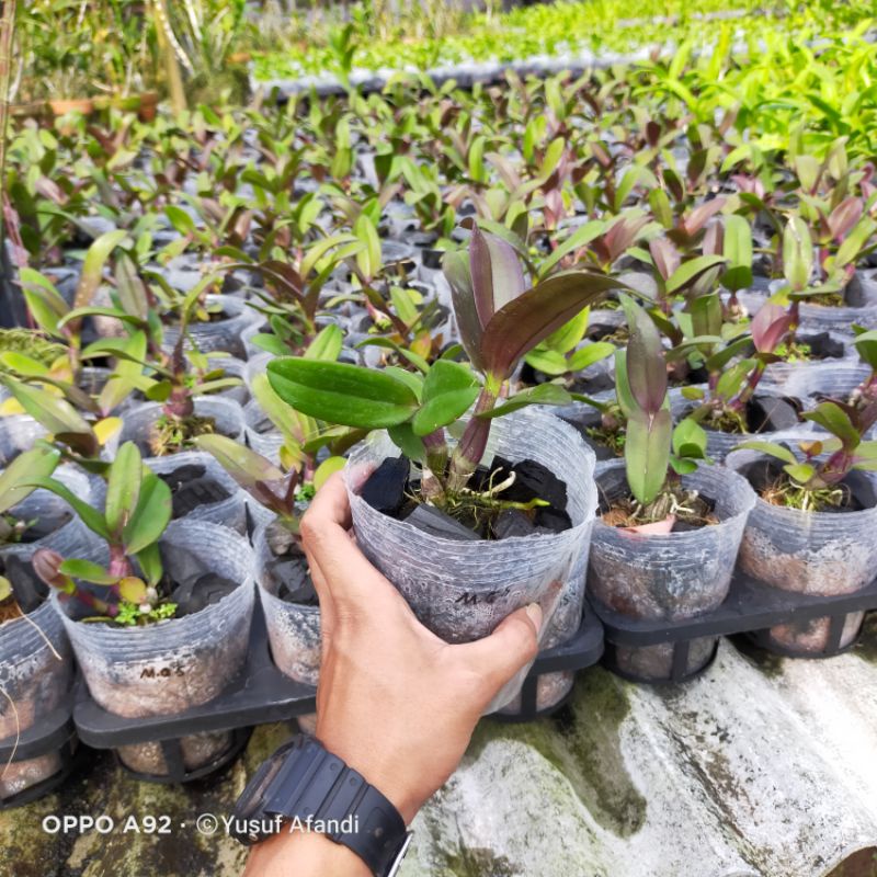 Anggrek Dendro Mangosteen remaja awal