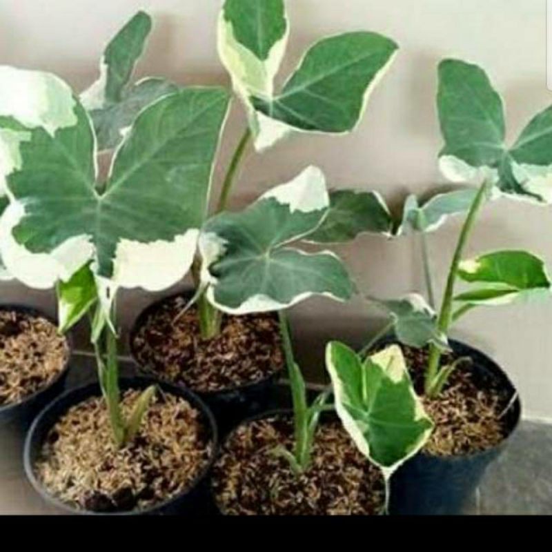 Bibit tanaman hias Caladium ekor tikus / pohon hias kantong semar