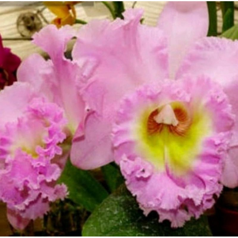 Pohon Anggrek Cattleya Bunga Pink Muda Dewasa Siap Spike